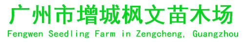 广州市增城枫文苗木场